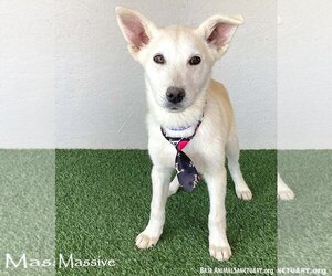 Huskies -Unknown Mix Dogs for adoption in San Diego, CA, USA