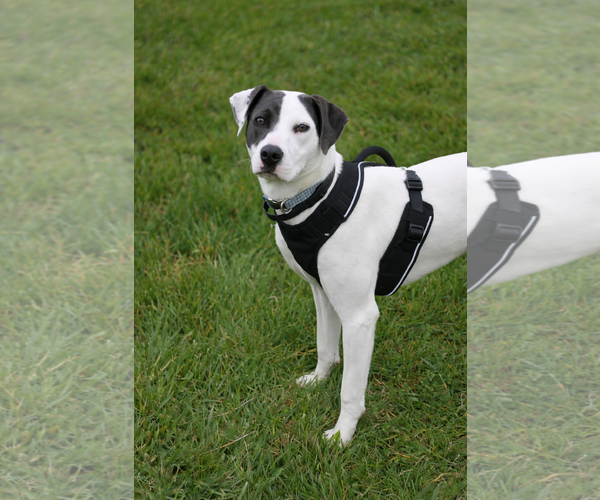 Medium Photo #3 Australian Shepherd-Weimaraner Mix Puppy For Sale in Cookeville, TN, USA