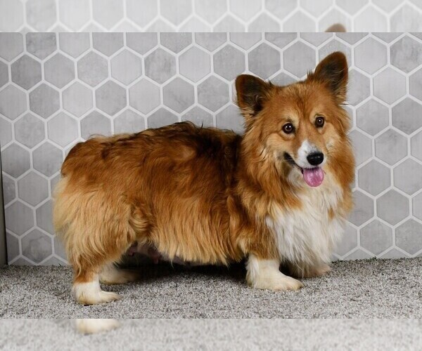 Medium Photo #2 Pembroke Welsh Corgi Puppy For Sale in MIDDLEBURY, IN, USA