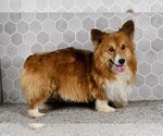 Small #1 Pembroke Welsh Corgi