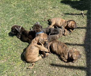 Cane Corso-Olde English Bulldogge Mix Puppy for sale in PFLUGERVILLE, TX, USA
