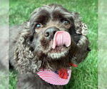 Small #3 Cocker Spaniel
