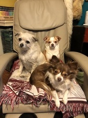 Mother of the Chihuahua puppies born on 06/05/2018