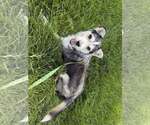 Small #2 Siberian Husky Mix