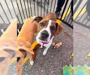 Mutt Dogs for adoption in pomfret, CT, USA