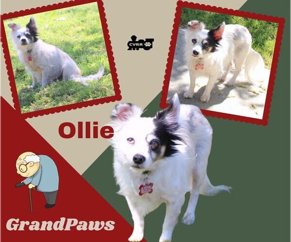 Medium Photo #1 Papillon-Unknown Mix Puppy For Sale in Lindsay, CA, USA