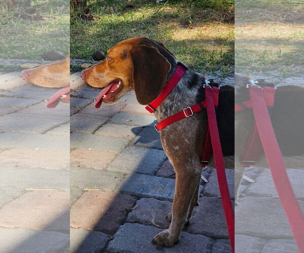 Medium Photo #7 Beagle Puppy For Sale in Tampa, FL, USA