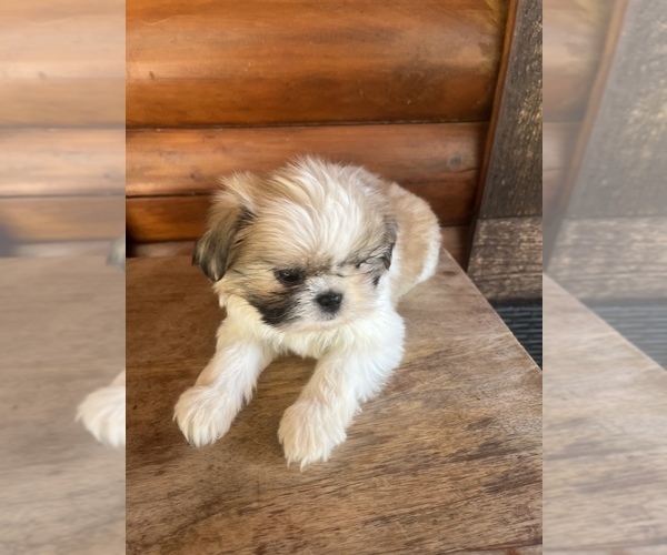 Medium Photo #8 Shiranian Puppy For Sale in SAINT AUGUSTINE, FL, USA