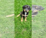 Small #4 Bernese Mountain Dog-Doberman Pinscher Mix