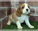 Small #11 Cavalier King Charles Spaniel