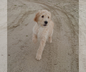 Goldendoodle Puppy for sale in PEYTON, CO, USA