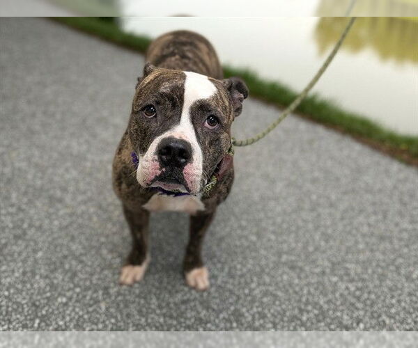 Medium Photo #1 American Pit Bull Terrier Puppy For Sale in Denver, CO, USA