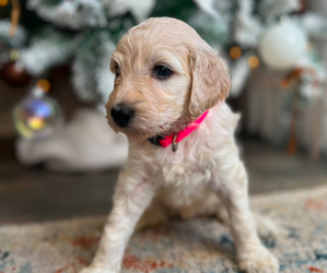 Goldendoodle Puppy for sale in JACKSONVILLE, FL, USA
