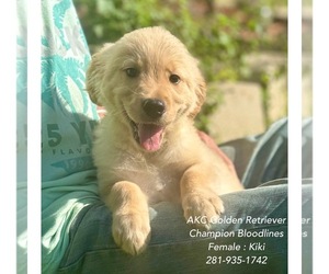 Golden Retriever Puppy for sale in SUGAR LAND, TX, USA
