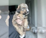 Small #5 Bernedoodle