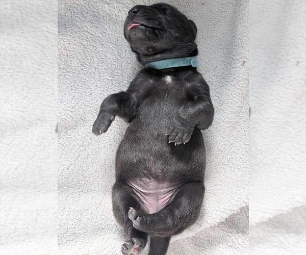 Medium Photo #18 Great Dane Puppy For Sale in OLATHE, CO, USA