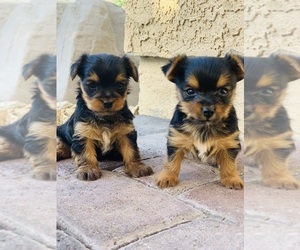 Yorkshire Terrier Puppy for sale in LAS VEGAS, NV, USA