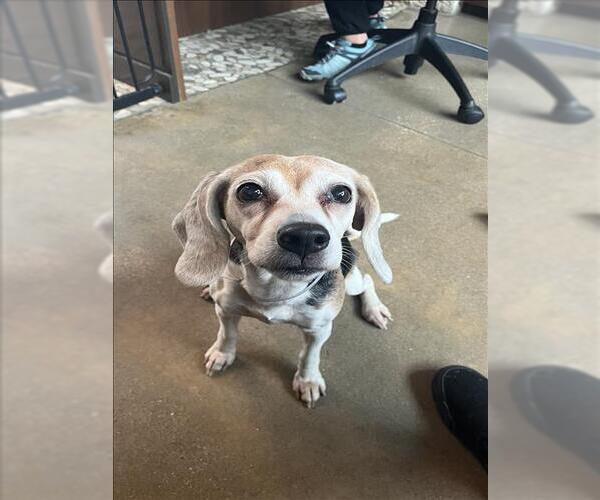 Medium Photo #1 Beagle Puppy For Sale in Houston, TX, USA