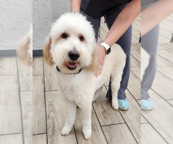 Medium Photo #1 Goldendoodle Puppy For Sale in JACKSONVILLE, FL, USA