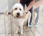 Small Photo #1 Goldendoodle Puppy For Sale in JACKSONVILLE, FL, USA