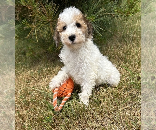 Medium Photo #5 Poodle (Miniature) Puppy For Sale in MIDDLEBURY, IN, USA