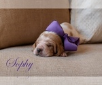 Puppy Sophy Basset Hound
