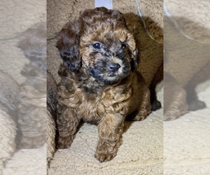 Poodle (Toy) Puppy for sale in CHICAGO, IL, USA
