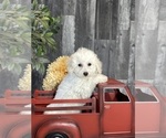 Small Photo #5 Bichpoo Puppy For Sale in CANOGA, NY, USA