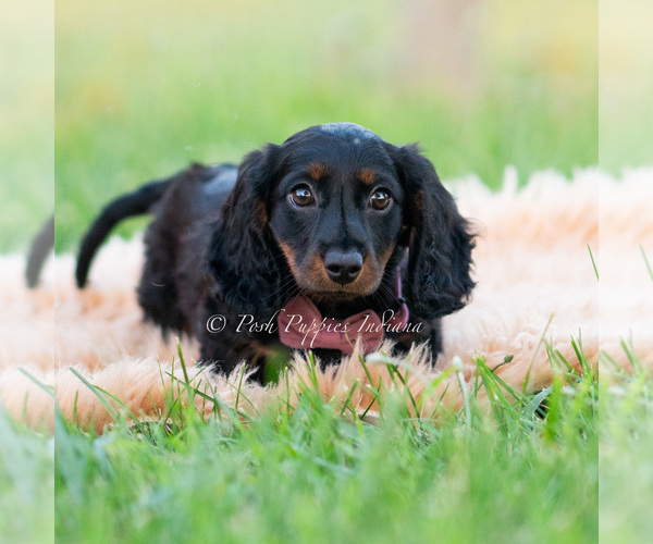 Medium Photo #51 Dachshund Puppy For Sale in WARSAW, IN, USA