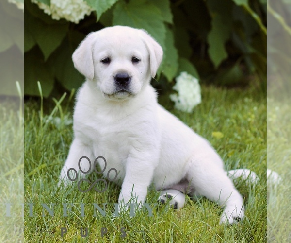 Medium Photo #3 Labrador Retriever Puppy For Sale in PARADISE, PA, USA