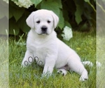 Small #2 Labrador Retriever