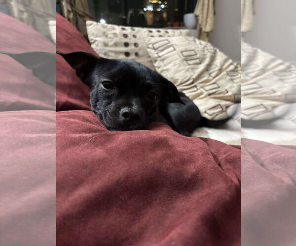 Medium Photo #6 Chihuahua-Unknown Mix Puppy For Sale in Westwood, NJ, USA