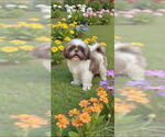 Small #2 Shih Tzu