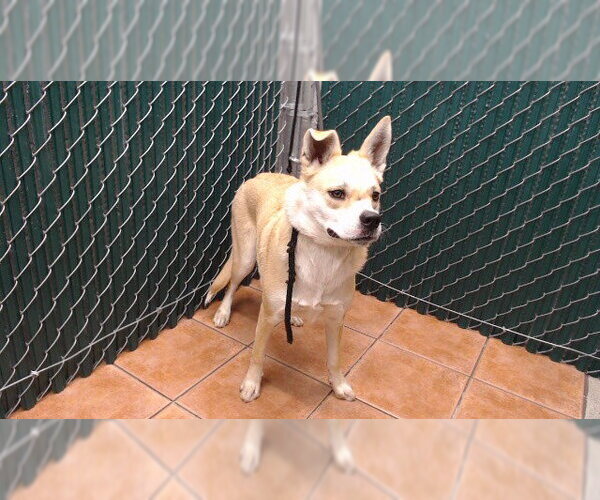 Medium Photo #1 German Shepherd Dog-Unknown Mix Puppy For Sale in Downey, CA, USA