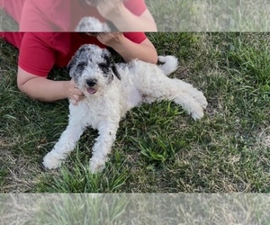 Labradoodle Puppy for sale in WILTON, CA, USA
