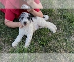Image preview for Ad Listing. Nickname: Litter of 7