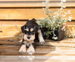 Small #1 Schnauzer (Miniature)