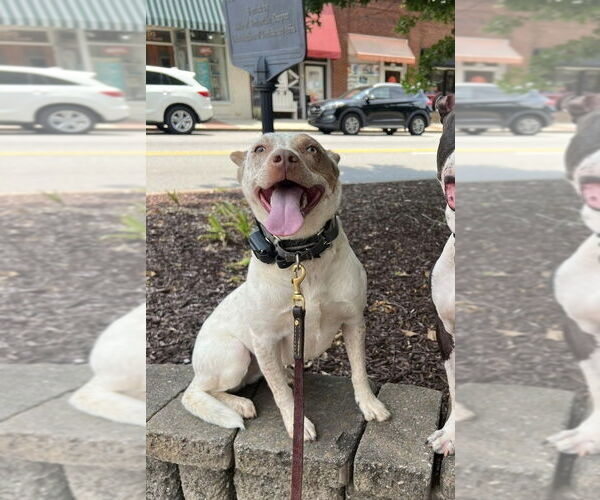 Medium Photo #2 Mutt Puppy For Sale in Mooresville, NC, USA