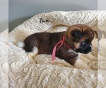 Small Photo #3 Akita Puppy For Sale in FRESNO, OH, USA
