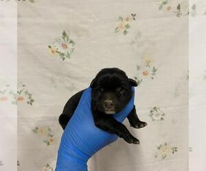 Mutt Dogs for adoption in Modesto, CA, USA