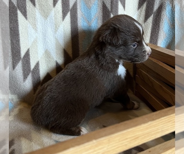 Medium Photo #4 Miniature Australian Shepherd Puppy For Sale in FORT MORGAN, CO, USA