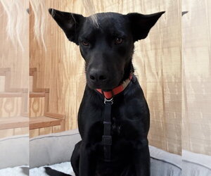 Rottweiler-Unknown Mix Dogs for adoption in Chandler, AZ, USA