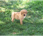 Cooper - Male Labrador Retriever Puppy for Sale - Photo #4