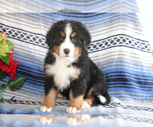 Bernese Mountain Dog Puppy for sale in SHILOH, OH, USA