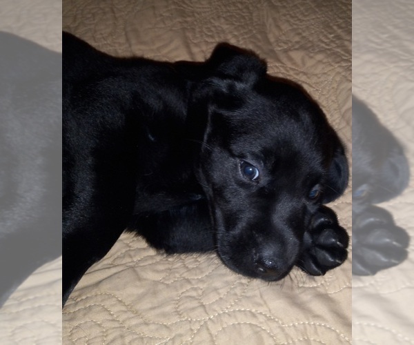 Medium Photo #3 Labrador Retriever Puppy For Sale in JEFFERSONTOWN, KY, USA