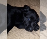 Small Photo #3 Labrador Retriever Puppy For Sale in JEFFERSONTOWN, KY, USA
