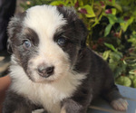 Puppy Elvis Miniature Australian Shepherd