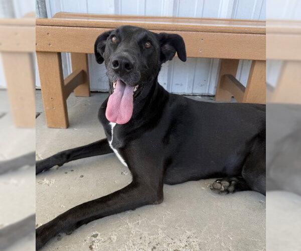 Medium Photo #2 Great Dane-Unknown Mix Puppy For Sale in Bakersfield, CA, USA