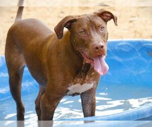 American Staffordshire Terrier-Unknown Mix Dogs for adoption in Tallahassee, FL, USA