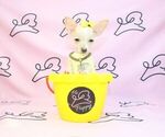 Small Photo #10 Chihuahua Puppy For Sale in LAS VEGAS, NV, USA